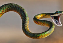 Бауырымен жорғалаушылар класы