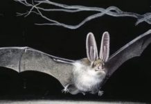 Қолқанаттылар отряды