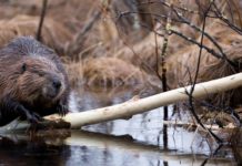 Кемірушілер отряды