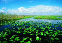 Өсімдік әлемінің алуандығы және олардың Жер бетінде таралуы