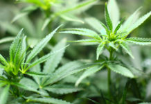 Ала бұта және оның емдік қасиеттері