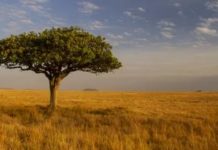 Жазықтар. Жазықтардың пайда болуы және өзгеруі