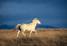 Қазақстанның өсiмдiктерi мен жануарлар дүниесi