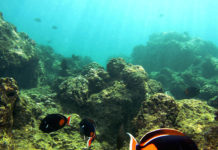 Мұхит түбіндегі таулар мен жазықтар