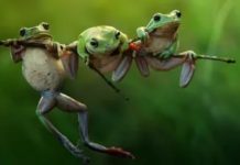 Тірі организмдердің таралу заңдылықтары және жер қабықтарына әсері