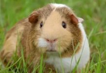 Қоян тәрізділер отряды