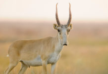 Ұсақ мүйізділер туыстығы. Жайран және сайғақ