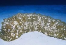 Бактериялар туралы реферат