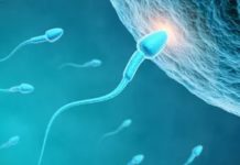 Ұрықтану процесінің кезеңдері