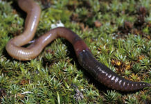 Құрттарға жалпы сипаттама