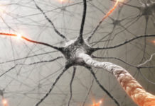 Ішек қуыстылар типі