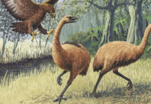 Элементерлы сенсорлы психиканың төменгі деңгейі