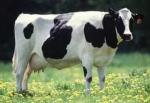 Сүт қоректілер класы