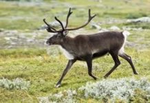 Жануарлардағы шартты және шартсыз рефлекстер