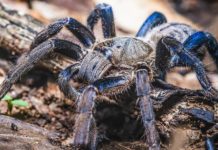 Өрмекшілер класы