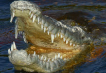 Бауырымен жорғалаушылар экологаясы