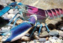 Кресті өрмекшілердің құрылысы