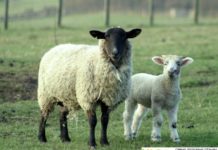 Қойдың ұшасын ұлттық дәстүр бойынша қасаптау