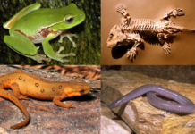 Қос мекенділер класы